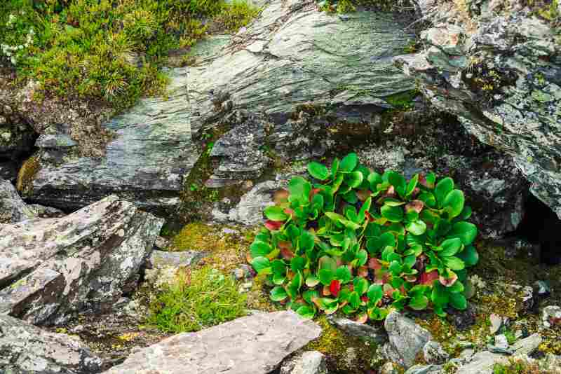 Krwewy liściaste w miniaturowej wersji idealne do ogrodu skalnego i niewielkich przestrzeni
