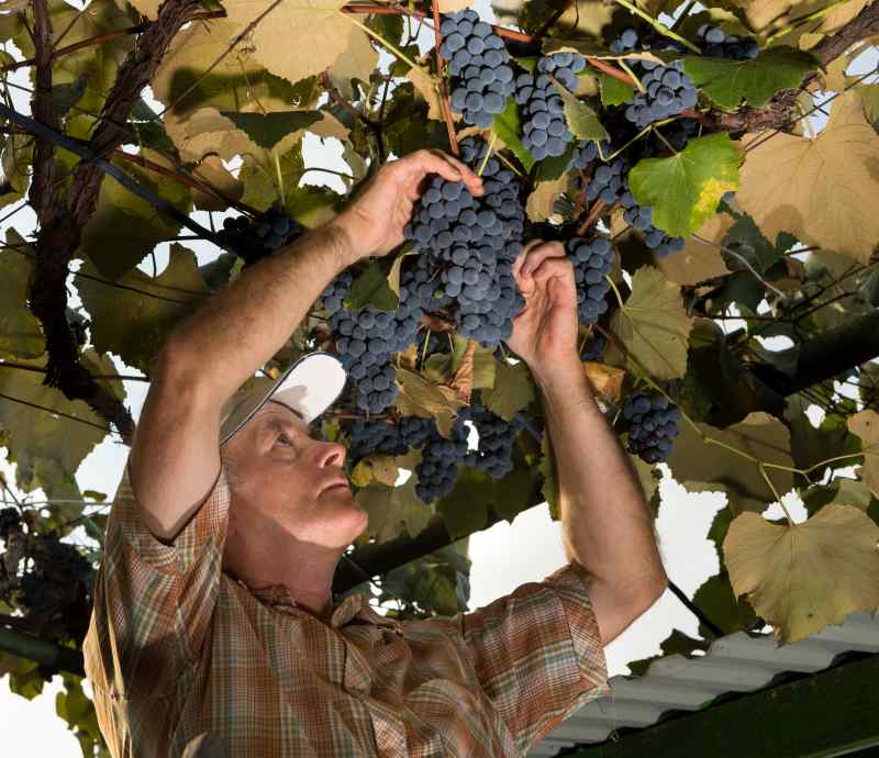 Wybór odmian winogron do uprawy w przydomowym ogrodzie – porady dotyczące sadzenia winorośli